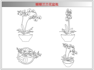 综合植物图库 蝴蝶兰兰花盆栽