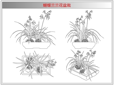 综合植物图库 蝴蝶兰兰花盆栽