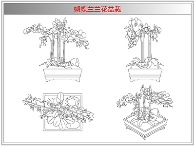 综合植物图库 蝴蝶兰兰花盆栽