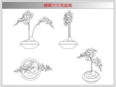 综合植物图库 蝴蝶兰兰花盆栽