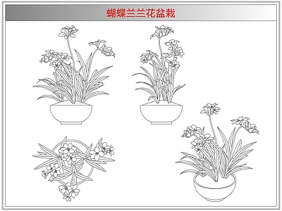 综合植物图库 蝴蝶兰兰花盆栽