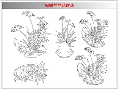 综合植物图库 蝴蝶兰兰花盆栽