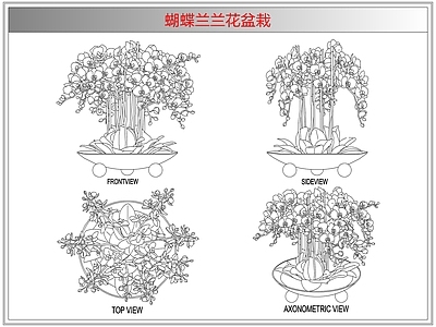 综合植物图库 蝴蝶兰兰花盆栽
