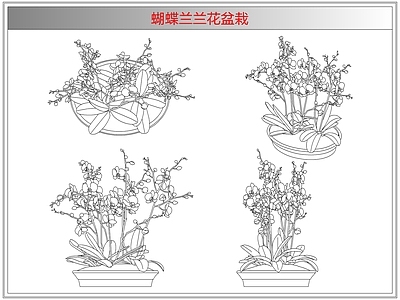 综合植物图库 蝴蝶兰兰花盆栽