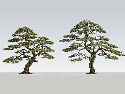 新中式景观乔木 2D精品黑松 景观松树 入口弯杆松树 黑松 造型松