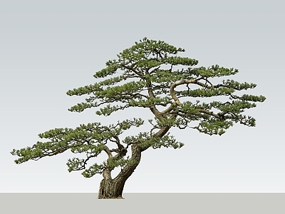禅意乔木 2D斜飘松树 过门松 斜飘造型松 斜飘黑松 景观松