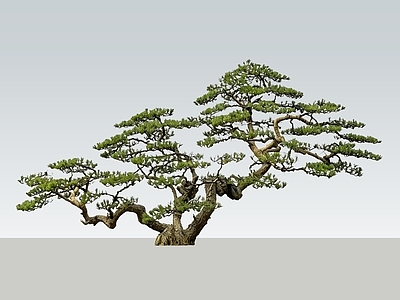 中式盆栽 2D多杆造型松 精品黑松 造型黑松 景观松树 多分支松树
