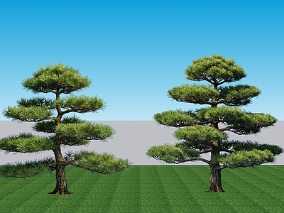 日式乔木 现代常绿2D植物 常绿乔木五针松 景观树乔木五针松 针叶乔木五针松