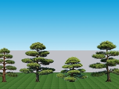 禅意乔木 现代常绿2D植物 常绿乔木五针松 景观树乔木五针松 针叶乔木五针松
