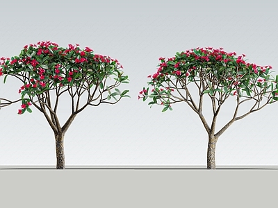 现代主义乔木 2D鸡蛋花 景观树