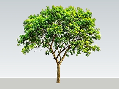 乔木 2D景观树 大树 行道树