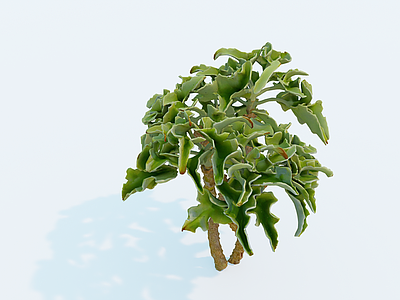 多肉植物 白衣仙女之舞