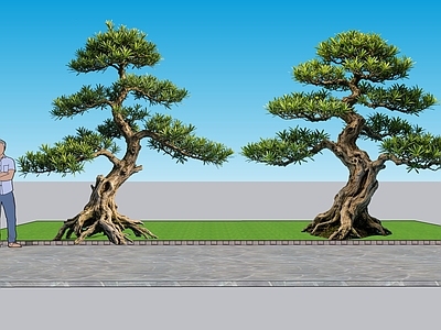 中式乔木 2D植物 雀舌罗汉松 景观树观赏树 绿化雕塑 绿植