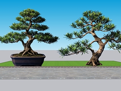 禅意盆栽 2D植物 雀舌罗汉松 景观树观赏树 绿化雕塑 绿植