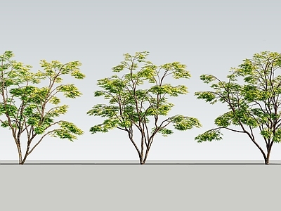 极简乔木 2D鸡爪槭 景观树 红枫 孤植树