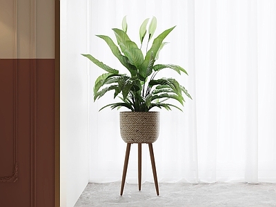 现代简约盆栽 盆栽 绿植 盆景 室内植物 植物摆件