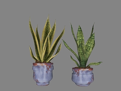 现代盆栽 虎皮兰植物 装饰摆件 绿植盆栽