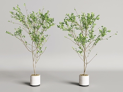 现代简约盆栽 现代盆栽 绿植盆栽 盆景