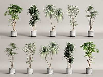 现代简约盆栽 盆栽 盆景 绿植
