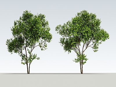 乔木 2d景观树 孤植树 庭院景观树