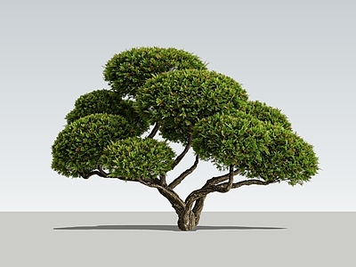 禅意灌木 2d景观树 造型景观树 球形灌木