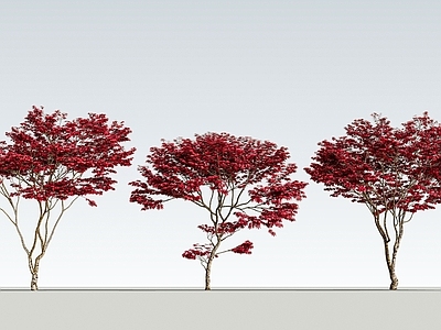 极简乔木 2d红枫 鸡爪槭 园林景观树 庭院景观树 庭院小品