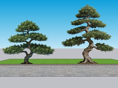 日式乔木 2D植物 园林植物 米叶罗汉松 景观树观赏树 绿化