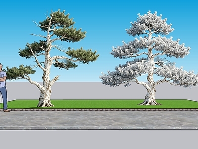 新中式景观乔木 2D植物 绿植 绿化 白皮松景观树 绿化雕塑