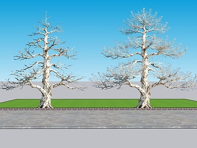 新中式景观乔木 2D植物 白皮松景观树 绿化 绿化雕塑 绿植