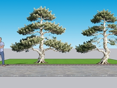 日式乔木 2D植物 白皮松景观树 绿化雕塑 绿植 绿化