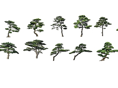 2D新中式景观乔木 黑松 松树 造型黑松 造型树