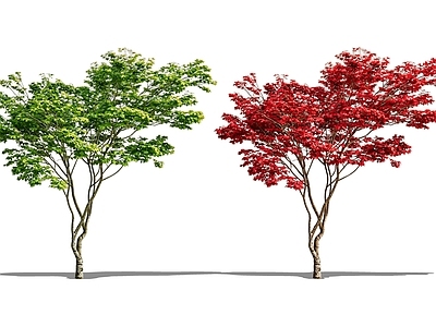 乔木 2d红枫 鸡爪槭 孤植树 斜飘树 庭院造景树