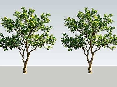乔木 2d柚子树 景观树 孤植树 庭院景观树