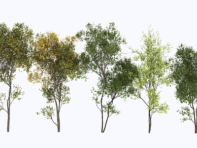 现代主义乔木 乔木 树木 景观树 绿植 植物