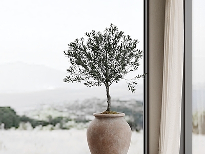 侘寂盆栽 盆栽 绿植 盆景 室内植物 植物摆件
