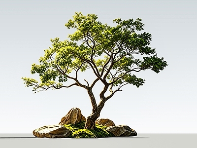 新中式景观乔木 2D造型乌桕树 铁冬青 斜飘树 孤植树 庭院景观