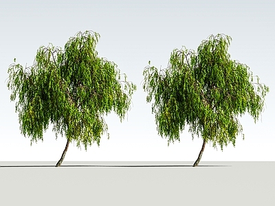 极简乔木 2D垂柳树 景观树 大树