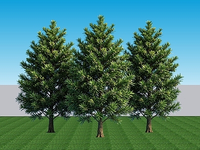 现代主义乔木 2D植物罗汉松 常绿景观树罗汉松 针叶景观树罗汉松 常绿乔木罗汉松