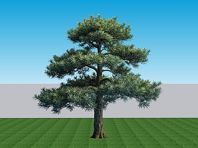 禅意乔木 2D植物禅意乔木 侘寂景观树罗汉松 常绿针叶罗汉松 禅意景观树罗汉松