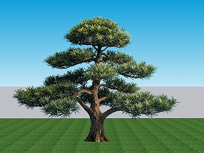 禅意乔木 2D植物罗汉松 侘寂景观树罗汉松 常绿乔木罗汉松 禅意景观树罗汉松