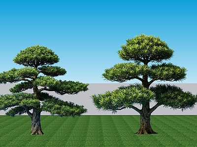 新中式景观乔木 2D植物罗汉松 侘寂景观树罗汉松 常绿针叶罗汉松 禅意景观树罗汉松
