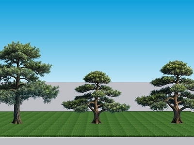 禅意乔木 2D植物罗汉松 侘寂景观树罗汉松 常绿针叶罗汉松 禅意景观树罗汉松