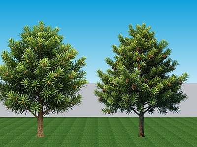 乔木 2D植物罗汉松 常绿景观树罗汉松 针叶乔木罗汉松 常绿乔木罗汉松