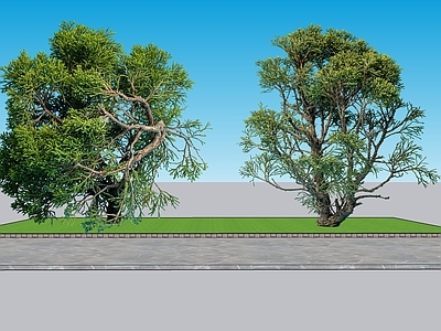 新中式景观乔木 2D植物 千头柏景观树 绿化 绿化雕塑 绿植