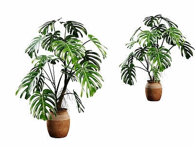 侘寂盆栽