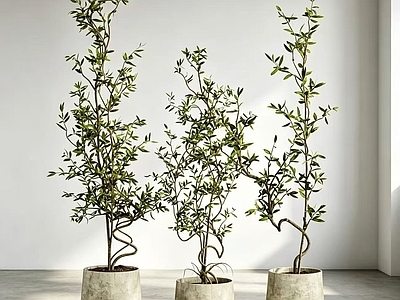 侘寂盆栽 室内盆栽 户外盆栽 植物盆栽