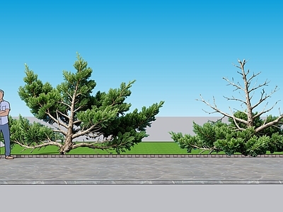 新中式景观灌木 2D植物 匍地柏景观树 绿化雕塑 绿植 绿化