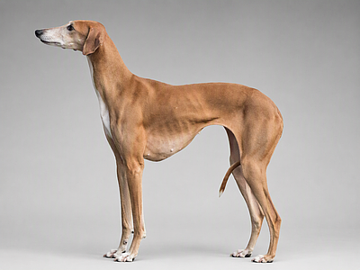 写实爬行动物 灵缇犬 宠物狗 美陈 动物