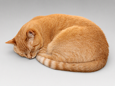 爬行动物 现代猫 宠物 动物