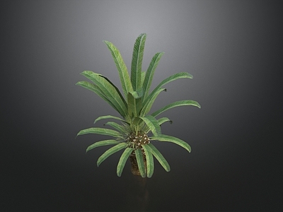景观树 苏铁植物 铁树 植被 灌木 地被